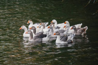 Koyu yeşil suda yüzen kazlar. Bazı evcil kazlar beyazdır, diğerleri gri ve alt kısımları beyazdır.