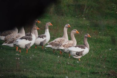 Yeşil çim tarlasında yürüyen bir grup evcil kaz, çiftlik hayvanı yaşamını ve tarım ortamını gösteriyor.
