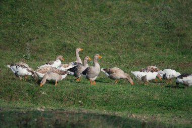 Kazlar canlı yeşil bir tarlada otluyor, parlak gün ışığında taze otlarla besleniyorlar. Huzurlu bir köy manzarası