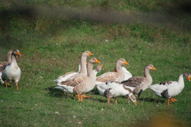 Kazlar yeşil bir çayırda otluyor. Kuşların kahverengi ve beyaz tüyleri ve turuncu gagaları vardır, huzur içinde yürürler.