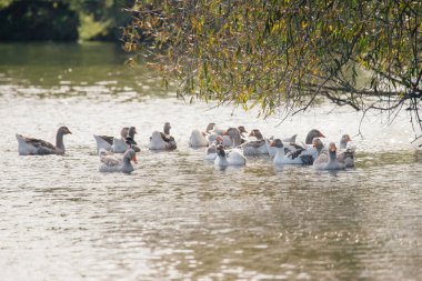 Bir grup kaz, ağlayan söğüt ağacının doğal örtüsünün altındaki gölün yansıtıcı yüzeyinde huzur içinde yüzüyor.