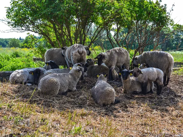 Rebaño Ovejas Carneros Pastan Descansan Sobre Heno Hierba Bajo Árbol — Foto de Stock
