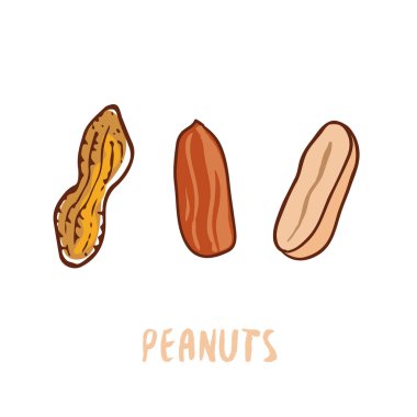 Yer fıstığı Vektör illüstrasyon. Elle çizilmiş baskı. Simge tasarımı.