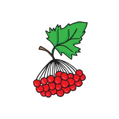 Vektör illüstrasyon Viburnum. Beyaz üzerine izole edilmiş. Doğa baskısı. Simge.