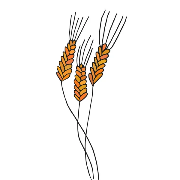 Épillets de blé isolés sur blanc. Illustration vectorielle . — Image vectorielle