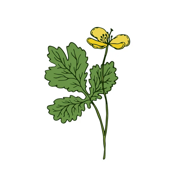 Εικόνα με άγρια λουλούδια. Ιατρικό βότανο Σελαντίν. Διανυσματική τέχνη. — Διανυσματικό Αρχείο
