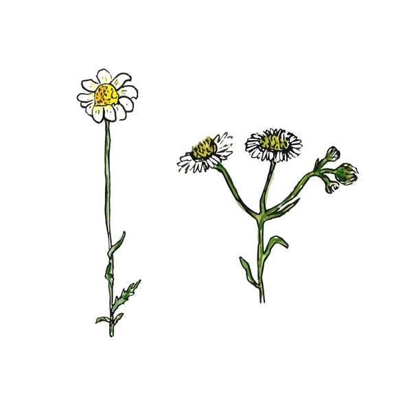 Wild flower illustration. Camomile medecine herbal. Vector sketch watercolor effect. — Stock Vector