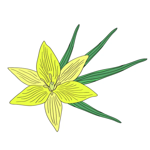 Κίτρινο λουλούδι κρίνου. Βοτανική διανυσματική απεικόνιση. Floral εκτύπωση. — Διανυσματικό Αρχείο