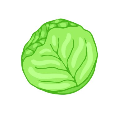 Lahana vektör simgesi. Sebze çıkartması. Yemek tarifi kitabı için malzemeler.