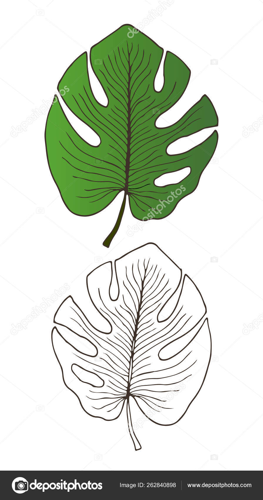 Monstera Tropical Leaf Hand Drawn Illustration Nature Interior Print Tropic Leaves Vector Tattoo Line And Color Art With Monstera Palm Design Vector Image By C M Ion Vector Stock Monstera Tropical Leaf Hand Drawn Illustration Nature Interior Print Tropic Leaves Vector Tattoo Line And Color Art With Monstera Palm Design Vector Image By C M Ion Vector Stock