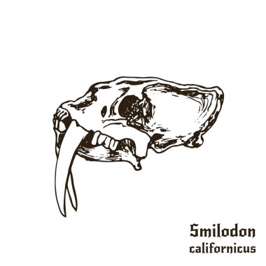 Tarih öncesi kedi Skull. Dövme logo tasarımı. Kitap illüstrasyon