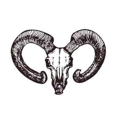 Keçi Kafatası sanatı. Dövme logo tasarımı. Kitap illüstrasyon.