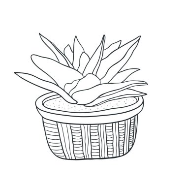 Succulent houseplant Illustration. Vector line art. Adult coloring book page. clipart
