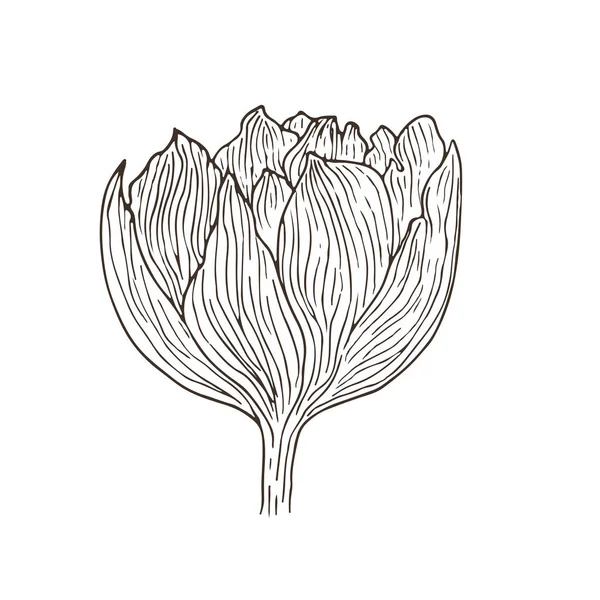 手描きのチューリップの花。フローラルインテリアプリント。スケッチベクトルイラストレーション。タトゥーフラワーラインアート — ストックベクタ