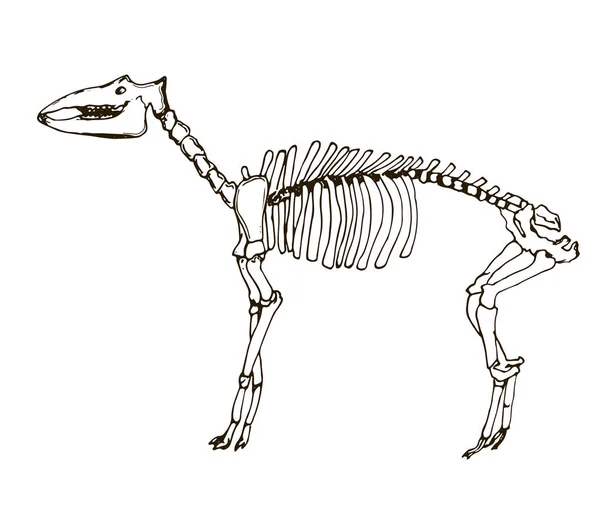 Esqueleto pré-histórico da Girafa. Desenho de arte de tatuagem. Ilustração do livro — Vetor de Stock