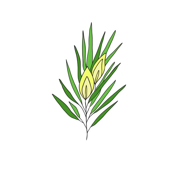 Herbaciarnia Rooibos. Ręcznie rysowana ikona. Projekt pokrywy opakowania. — Wektor stockowy