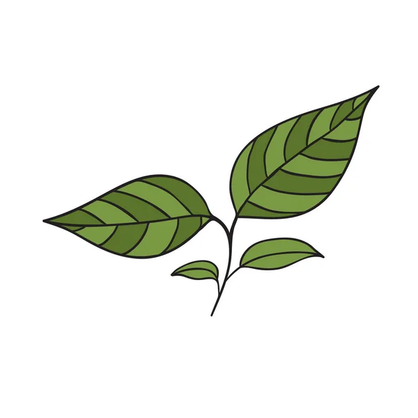 Grüne Teeblätter. Handgezeichnetes Symbol. — Stockvektor