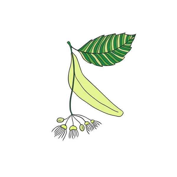 Linden flower illustration. Hand drawn print. Packaging herbal tea design. — Stock Vector