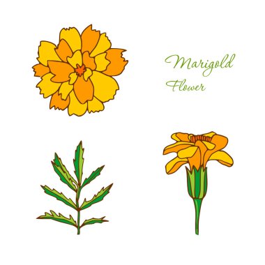 Beyaz arka planda izole edilmiş kadife çiçeği. Logo için Botanik ilustration. Kadife çiçeği