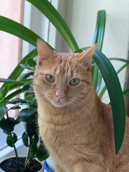 Червоний Зеленоокий Кіт Дивиться Камеру — стокове фото