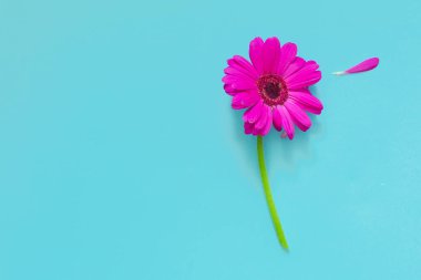 Pembe çiçek mavi arkaplan, pop sanat, minimal, dekoratif, sanatsal.