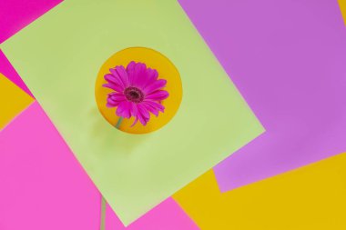 Pembe ve mor arkaplanda pembe bir çiçek, pop sanatı, soyut, minimal