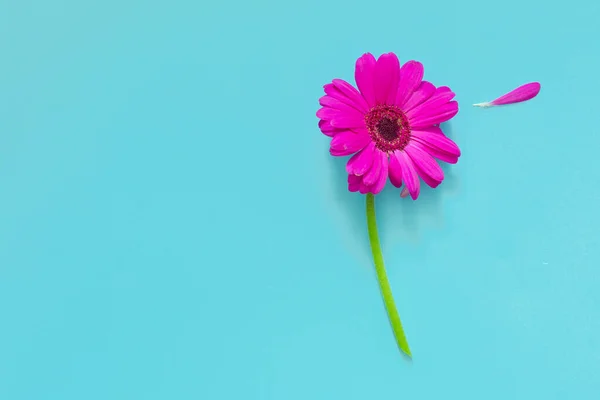 Pembe çiçek mavi arkaplan, pop sanat, minimal, dekoratif, sanatsal.