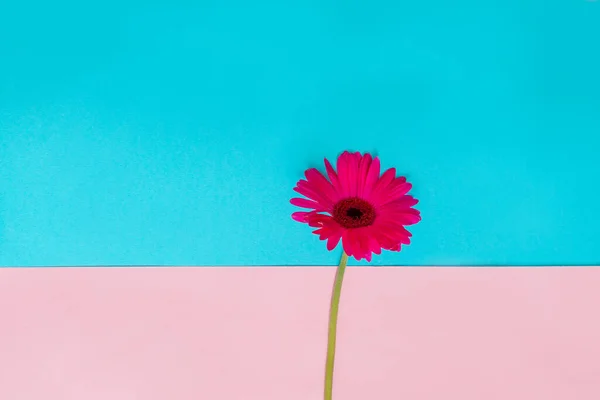 A pink flower on a blue background with rose, pop art, artistic, minimalist, abstract, decorative.