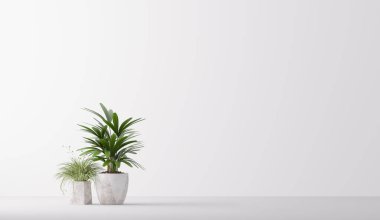 Esrardaki bitki beyaz arka planda izole edilmiş. Minimal ev bitkisi ev dekorasyonu, 3D görüntüleme