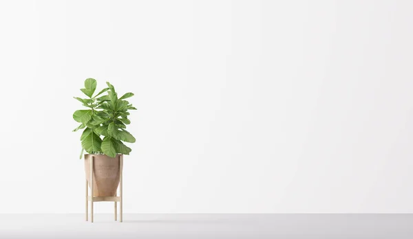 Φυτό Γλάστρα Απομονωμένο Λευκό Φόντο Minimal Houseplant Διακόσμηση Σπιτιού Καθιστούν — Φωτογραφία Αρχείου