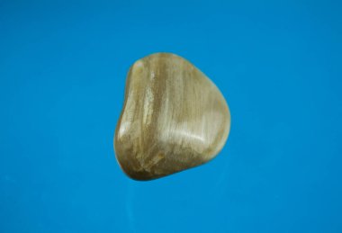 Taşlaşmış ahşap, karasal bitki örtüsünün fosilleşmiş kalıntılarına verilen isimdir..