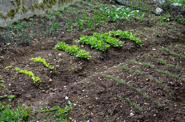 Висаджений Овочевий Сад Рослинами Кропу Моркви Салату — стокове фото