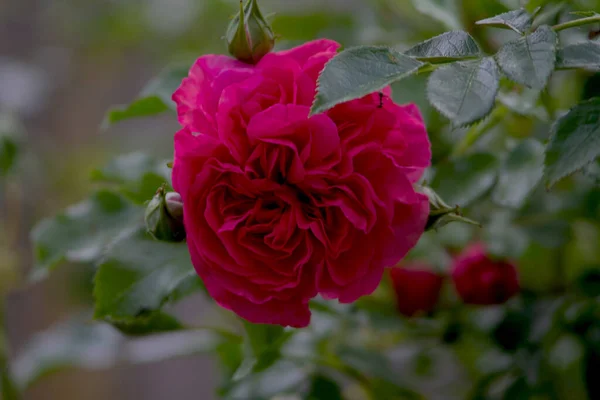 美丽的红玫瑰像丛林中的花朵在前景中绽放 把它捡起来交给你心爱的人 — 图库照片