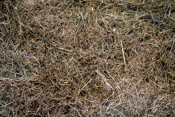 干草の質感 収穫後に積み上げ乾燥させました — ストック写真