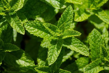 Fas nanesi yakın plan. Çok sulu bir yeşille