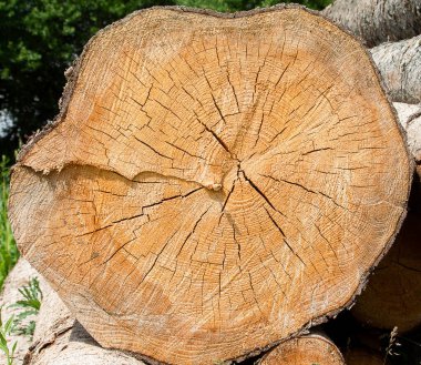 Kesik ağaç gövdesinin dokusu yakın planda. Yıllık halkaları bile görebilirsin..