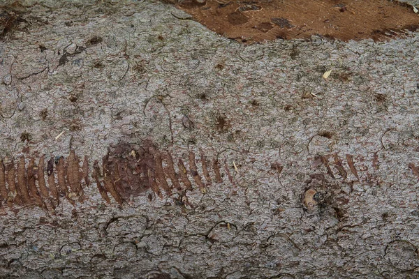 Ağaç Kabuğunun Dokusu Yakından Görünüyordu Ağaç Kabuğunun Dokusu Yakından Görünüyordu — Stok fotoğraf