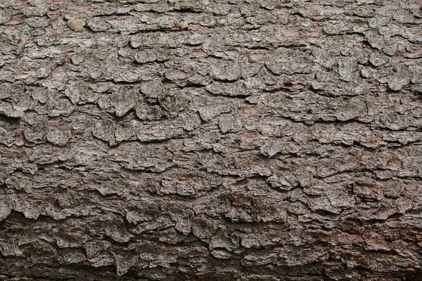 Textur Einer Baumrinde Aus Der Nähe Betrachtt Textur Einer Baumrinde — Stockfoto