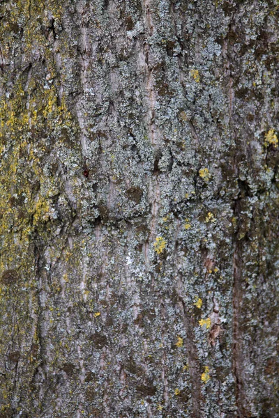 近距离观察树皮的结构 — 图库照片