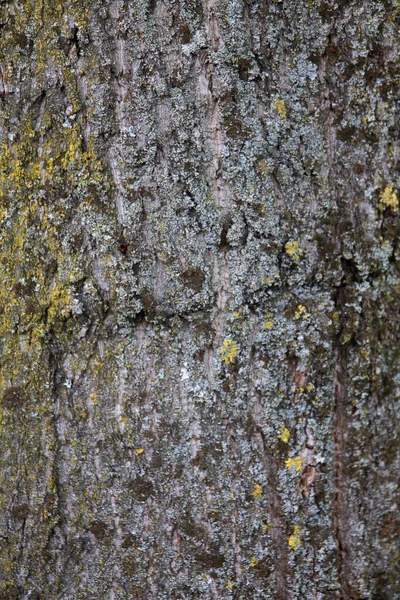 Textura Uma Casca Árvore Vista Perto — Fotografia de Stock