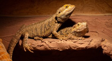 Teraryumlarında oturan iki sakallı ejderha. Fotoğrafçıyı izliyorlar..