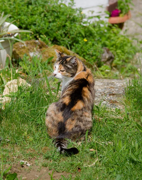 Gato Tricolor Afortunado Con Espalda Fotógrafo — Foto de Stock