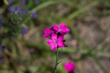 Birkaç çiçekli bir Kartaca karanfilinin çiçek başı. Dianthus carthusianorum