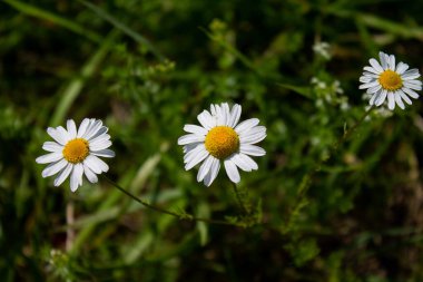 Gerçek papatyadan üç çiçek..