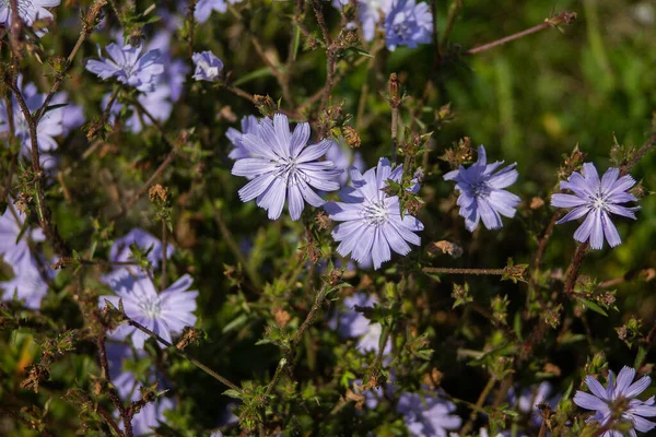 Wiele Niebieskich Kwiatów Kukurydzy Fotografowanych Przyrodzie — Zdjęcie stockowe