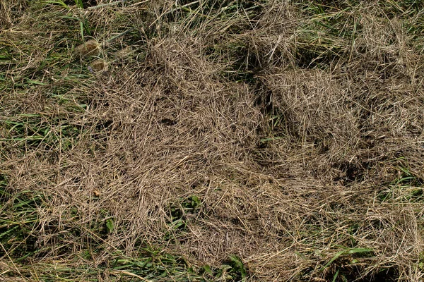 Texture Dried Hay Green Meadow — Stock Photo, Image