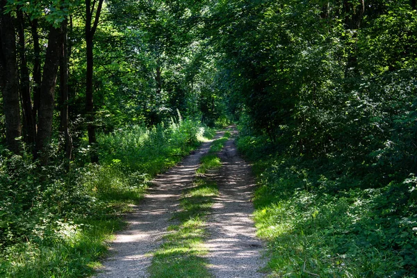 一条美丽的阴森森的森林小径邀请你去远足或步行 图库照片