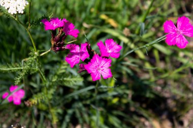 Birkaç çiçekli bir Kartaca karanfilinin çiçek başı. Dianthus carthusianorum
