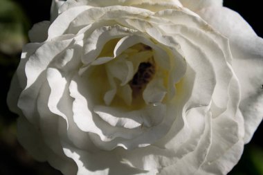 Güzel beyaz bir gülün çiçek açmasına yakın çekim.