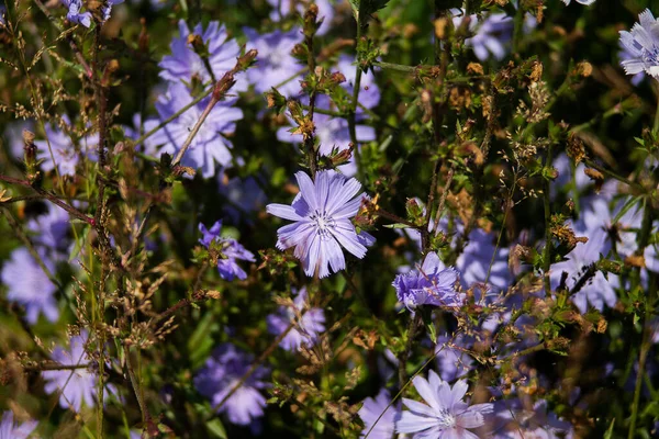 Wiele Niebieskich Kwiatów Kukurydzy Fotografowanych Przyrodzie — Zdjęcie stockowe